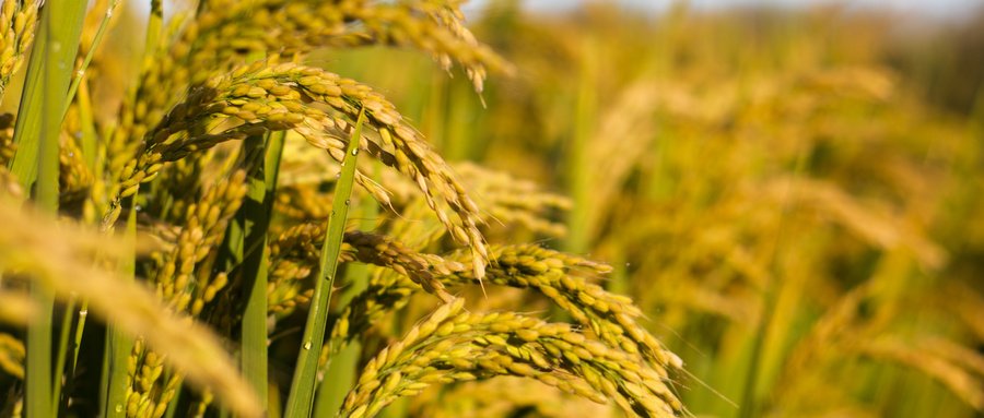 太阳成集团tyc151cc(中国)有限公司